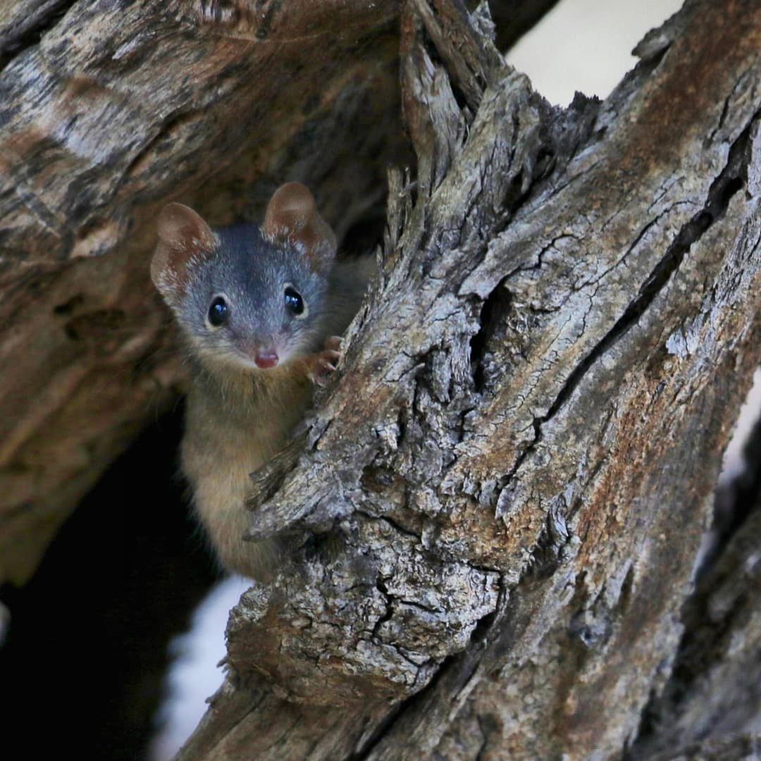RTW_Aus's tweet image. Missed Chris and @Jacinta_Parsons' Antechinus chat on @abcmelbourne radio yesterday?
Catch the recording here at 44 mins in: abc.net.au/radio/melbourn…

This is looking like a regular spot for us! What Australian animal do you think deserves a mention?
#WildOz #scicomm #antechinus