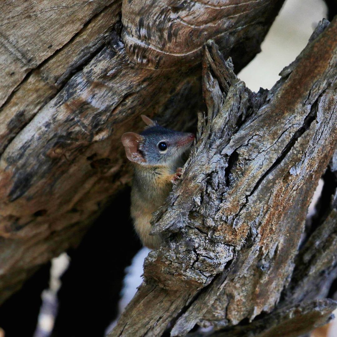 RTW_Aus's tweet image. Missed Chris and @Jacinta_Parsons' Antechinus chat on @abcmelbourne radio yesterday?
Catch the recording here at 44 mins in: abc.net.au/radio/melbourn…

This is looking like a regular spot for us! What Australian animal do you think deserves a mention?
#WildOz #scicomm #antechinus