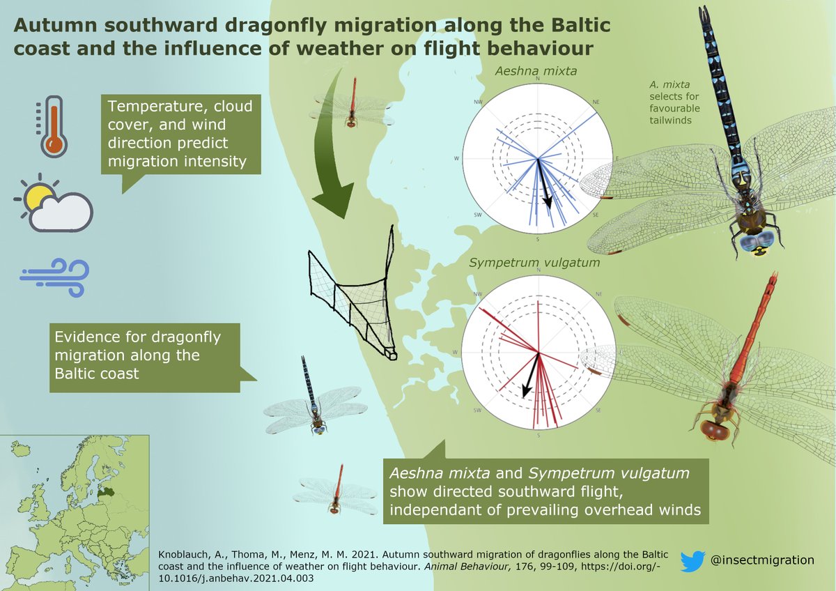 I'm very pleased to announce that our new paper on dragonfly migration has been published #openaccess | Read it here: sciencedirect.com/science/articl… | 
@insectmigration @myles_menz @unibern  @AnimBehSociety | 
#insectmigration #dragonfly #migration #weather #latvija