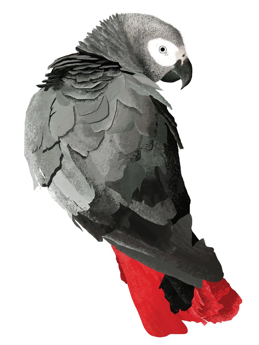 No more crop? Time to post BIRD ART