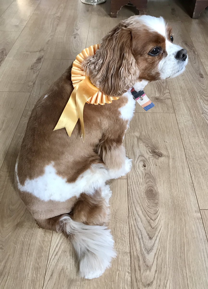 PatchFran's tweet image. Election Day @dogsofsald @mark_pedroz