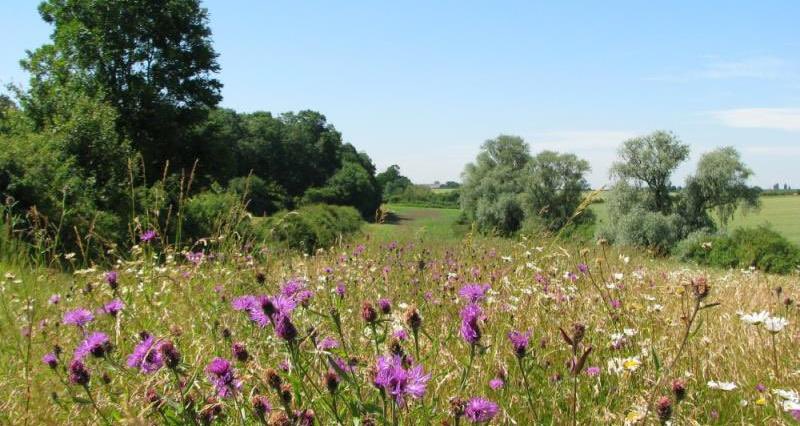 4 years today I started on a project to bring farmers together from across the U.K. To have a farmer lead voice across 🇬🇧promoting farmers delivering wildlife improvements and we needed future farming policy to support what can be done. What a journey it has been so far.