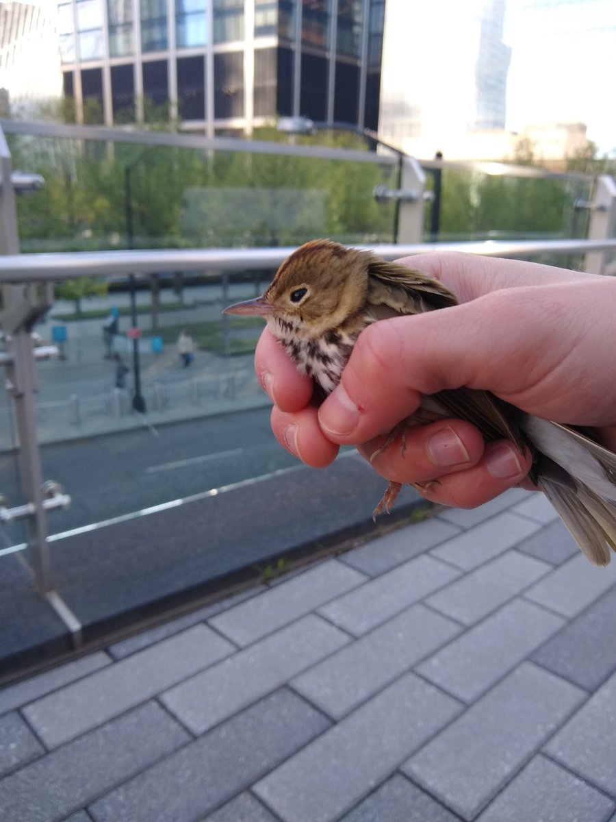 oh here's another, who has a splitting headache and probably won't make it but will at least get some pain relievers and anti-inflammatories at  @wildbirdfund