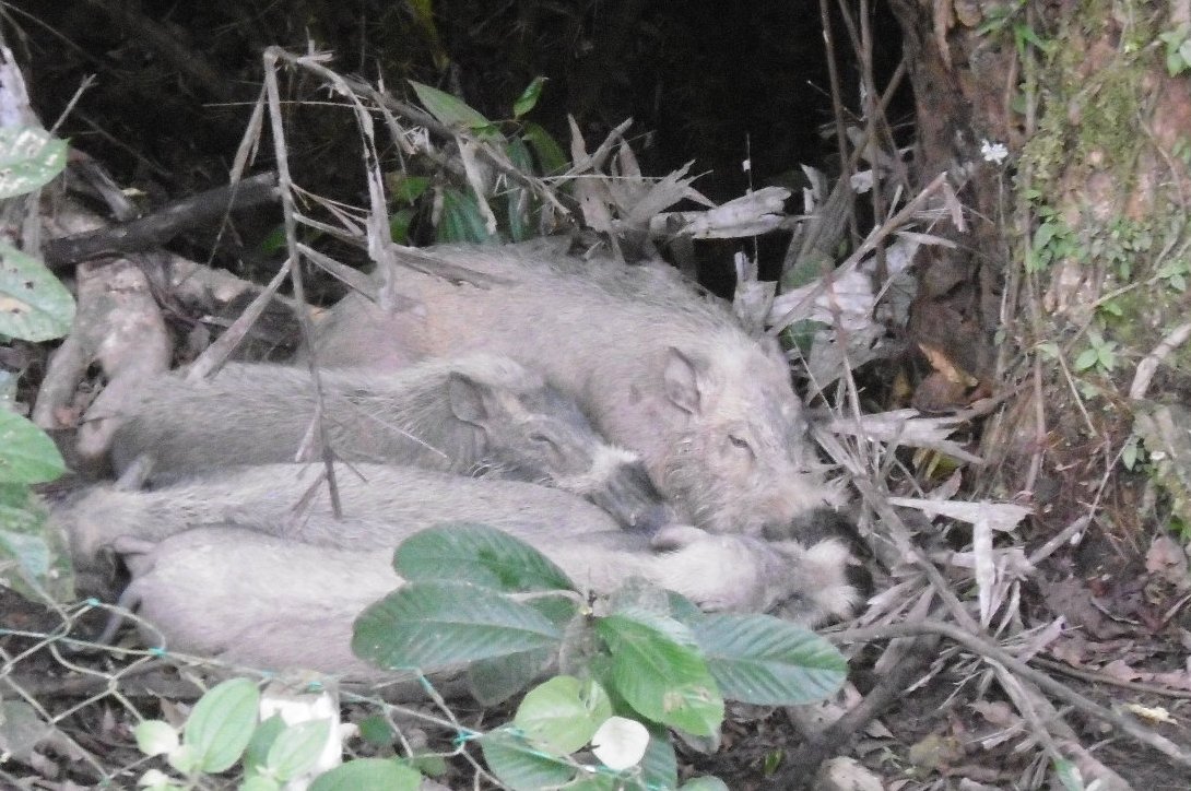 African swine fever ravaging Borneo’s wild pigs nature.com/articles/d4158… 

In the picture, a sleepy family of bearded pigs at Danum Valley Field Center (year 2017).