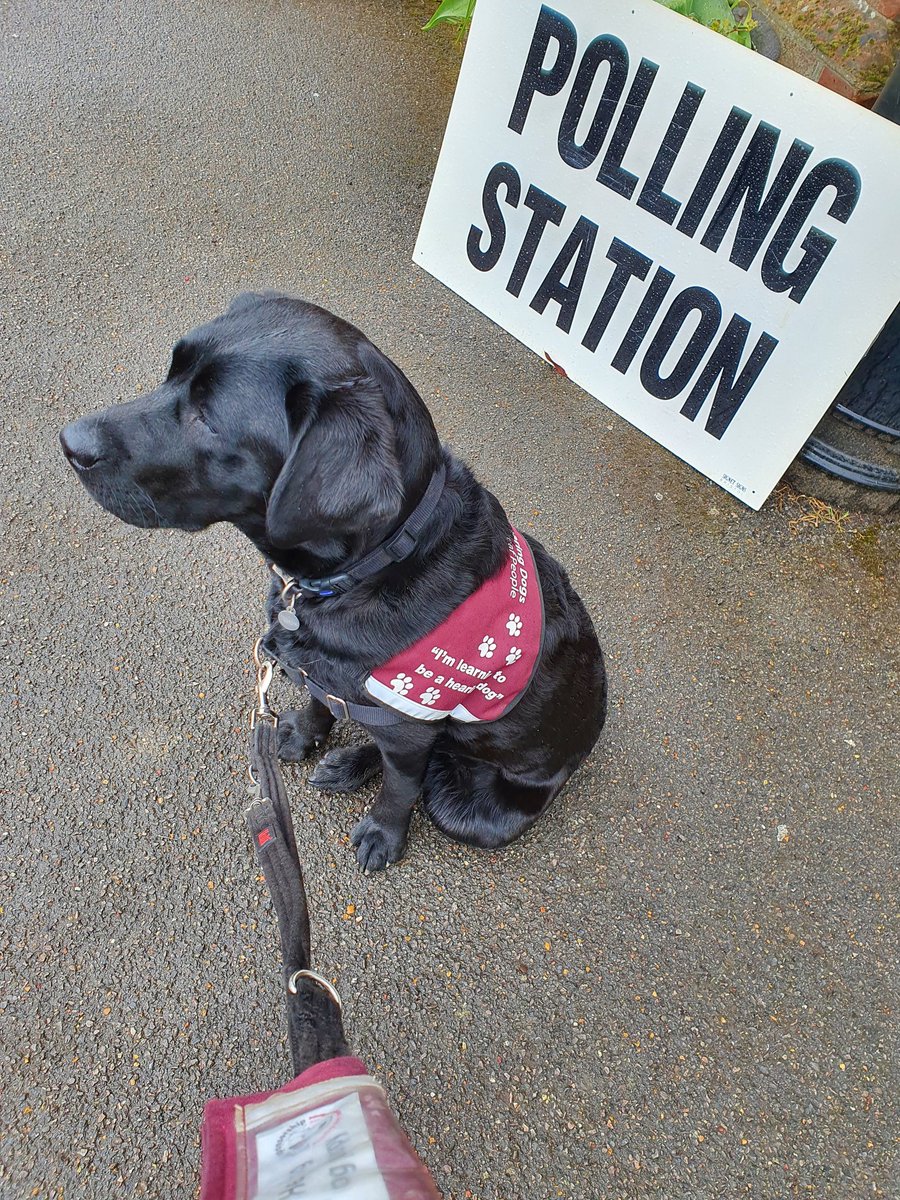 @HearingDogs @hertscc Hearing Dog Pup Bess helped me vote this morning #dogsatpollingstations #HearingDogs #DeafAwarenessWeek2021