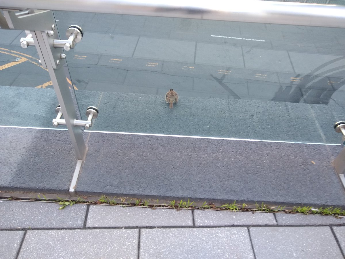 if the glass at this  @_WTCOfficial /  @PANYNJ railing at Liberty Park looks confusing to you, imagine how it must look for a migrating white-throated sparrow--all they see are the park's trees and they fly right into it, ending up dead or concussed