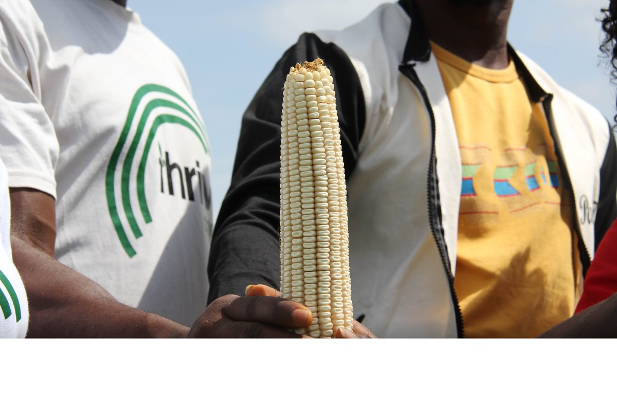 We are happy to announce to you all that Thrive Agric has fully completed all payments due to all the crowdfunders on our platform. 

We say a big thank you to all our subscribers for their patience and understanding through the hard time.