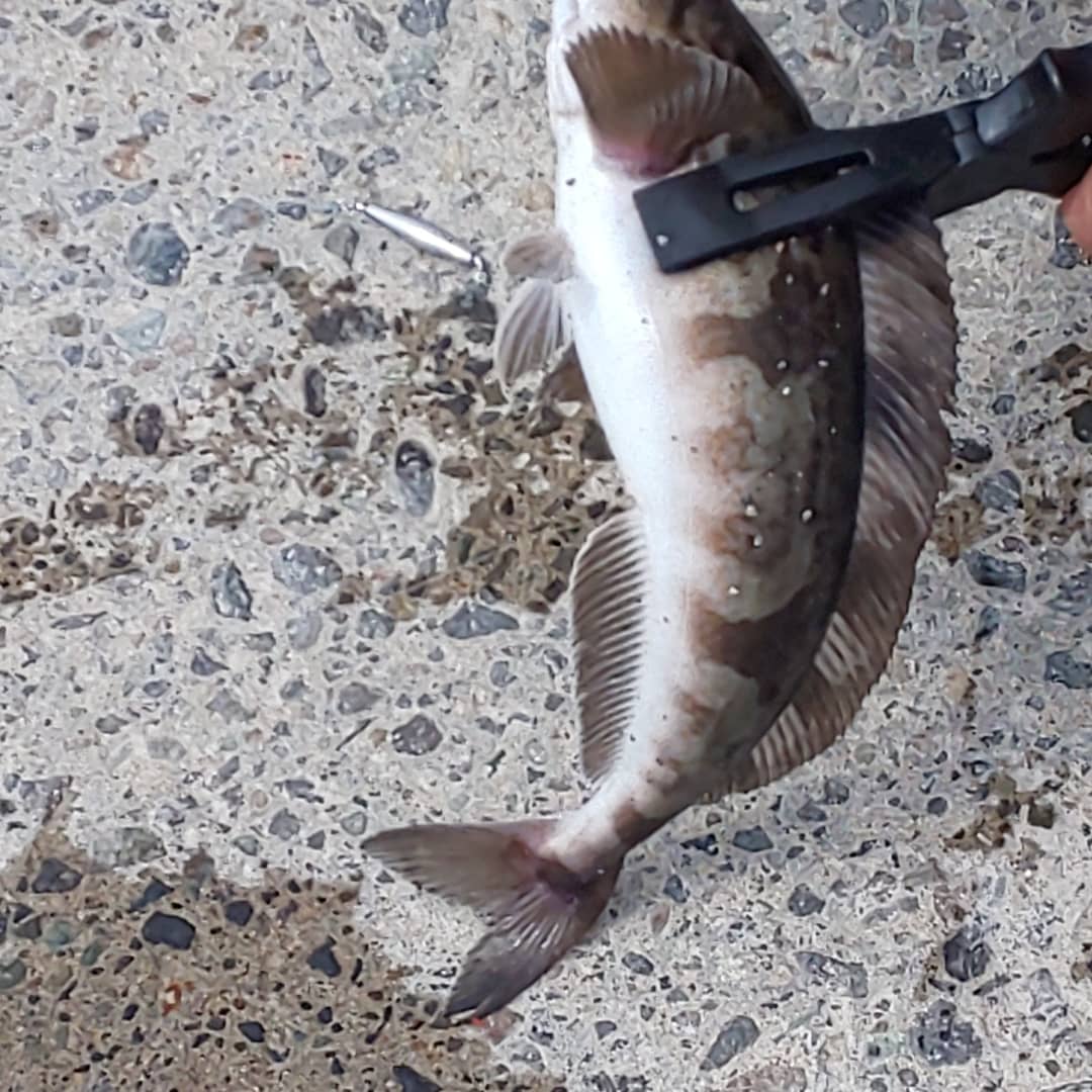 ホッケ釣り ホッケ釣り