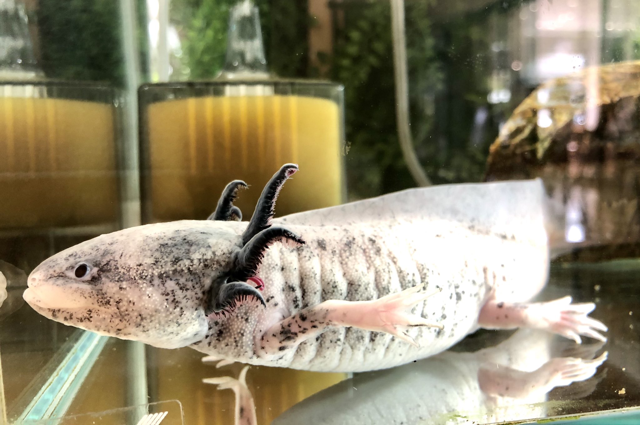 近江淡水生物研究所 Twitter Search Twitter