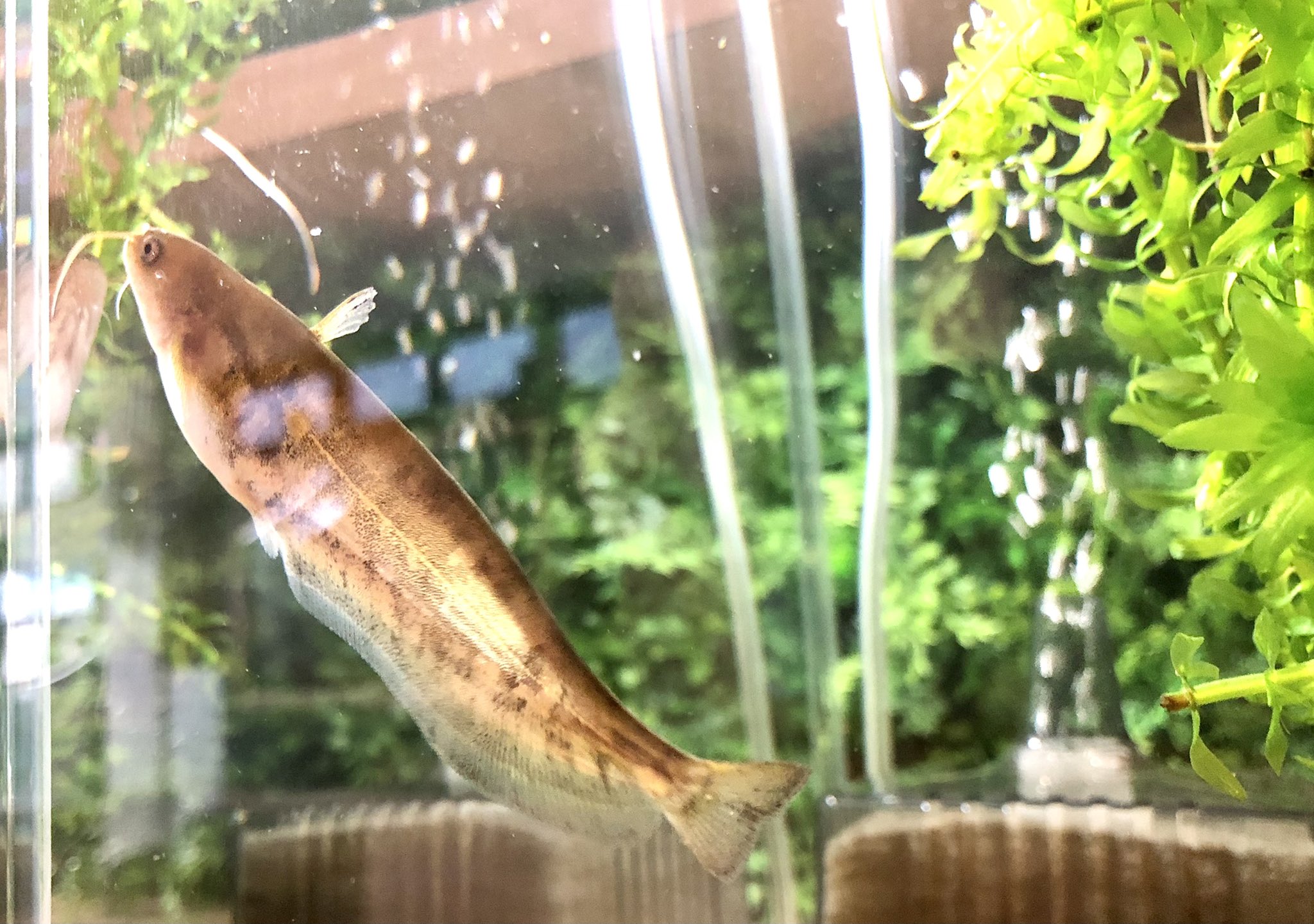 近江淡水生物研究所 Twitter Search Twitter
