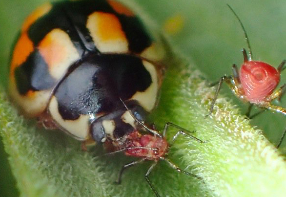 パツ子 Patuko13 アブラムシ の検索結果 Twilog