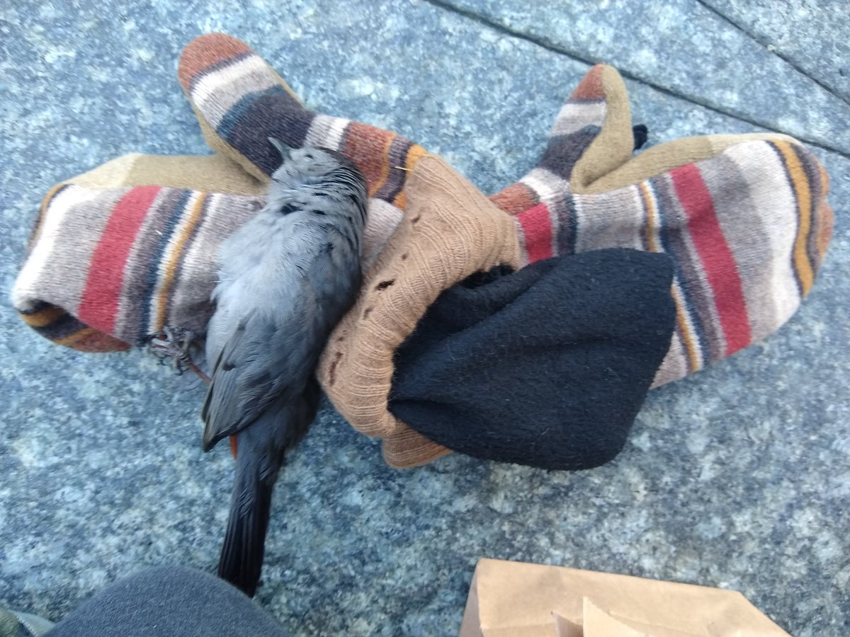 &  @PANYNJ  @_WTCOfficial just to give you a sense of the volume, this catbird broke its neck against the railing while I sending that last tweet. when I went to check on it I found yet another stunned sparrow right next it