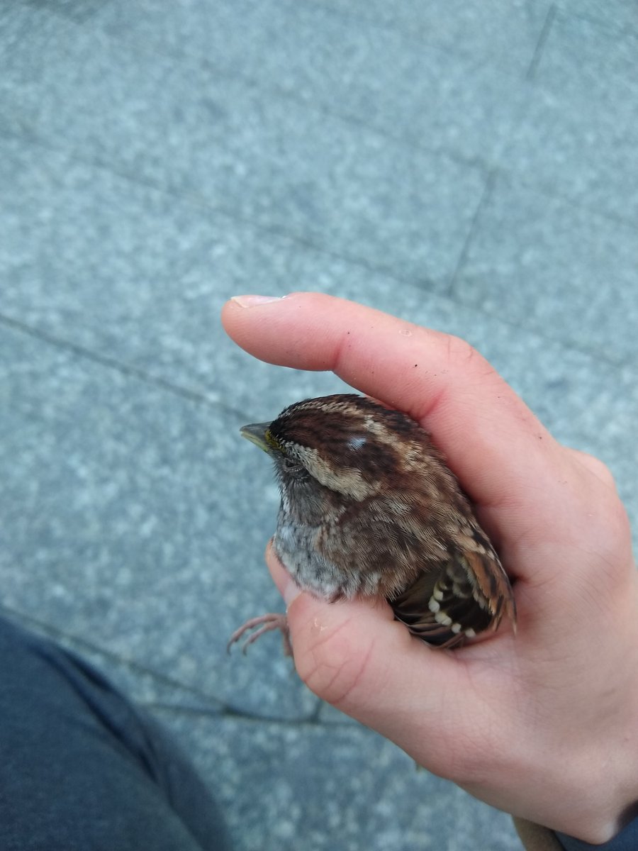 &  @PANYNJ  @_WTCOfficial just to give you a sense of the volume, this catbird broke its neck against the railing while I sending that last tweet. when I went to check on it I found yet another stunned sparrow right next it