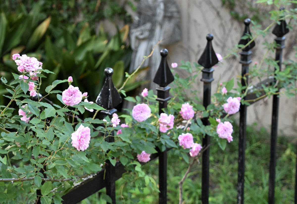 Marilyn Jones (@travelmarilyn) on Twitter photo Springtime in Vicksburg, Mississippi.
#flowers #roses #Vicksburg #Mississippi <a href="/VisitVicksburg/">Vicksburg CVB</a> Springtime in Vicksburg, Mississippi.
#flowers #roses #Vicksburg #Mississippi <a href="/VisitVicksburg/">Vicksburg CVB</a>