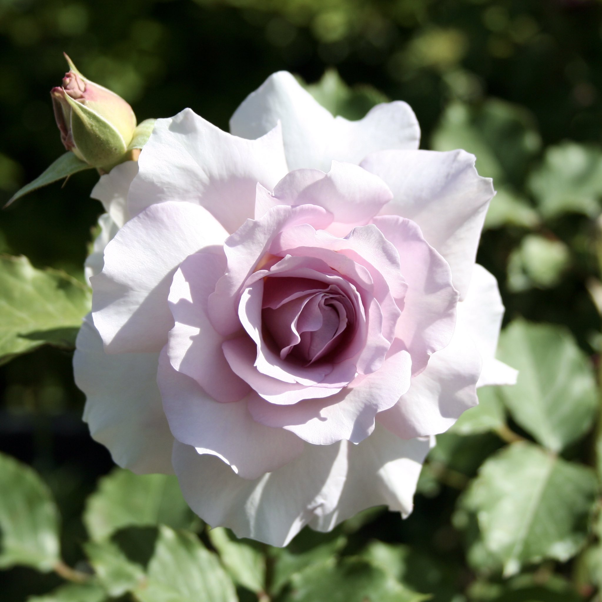 須磨離宮公園 薔薇の様子をお届け 上品な薄紫色のニューウェーブ 鮮やかなイエローのミケランジェロ 現在 須磨離宮公園は5 11 火 まで臨時休園中です 神戸 須磨離宮公園 おうち時間 Stayhome T Co Ygcqtsdl4v Twitter