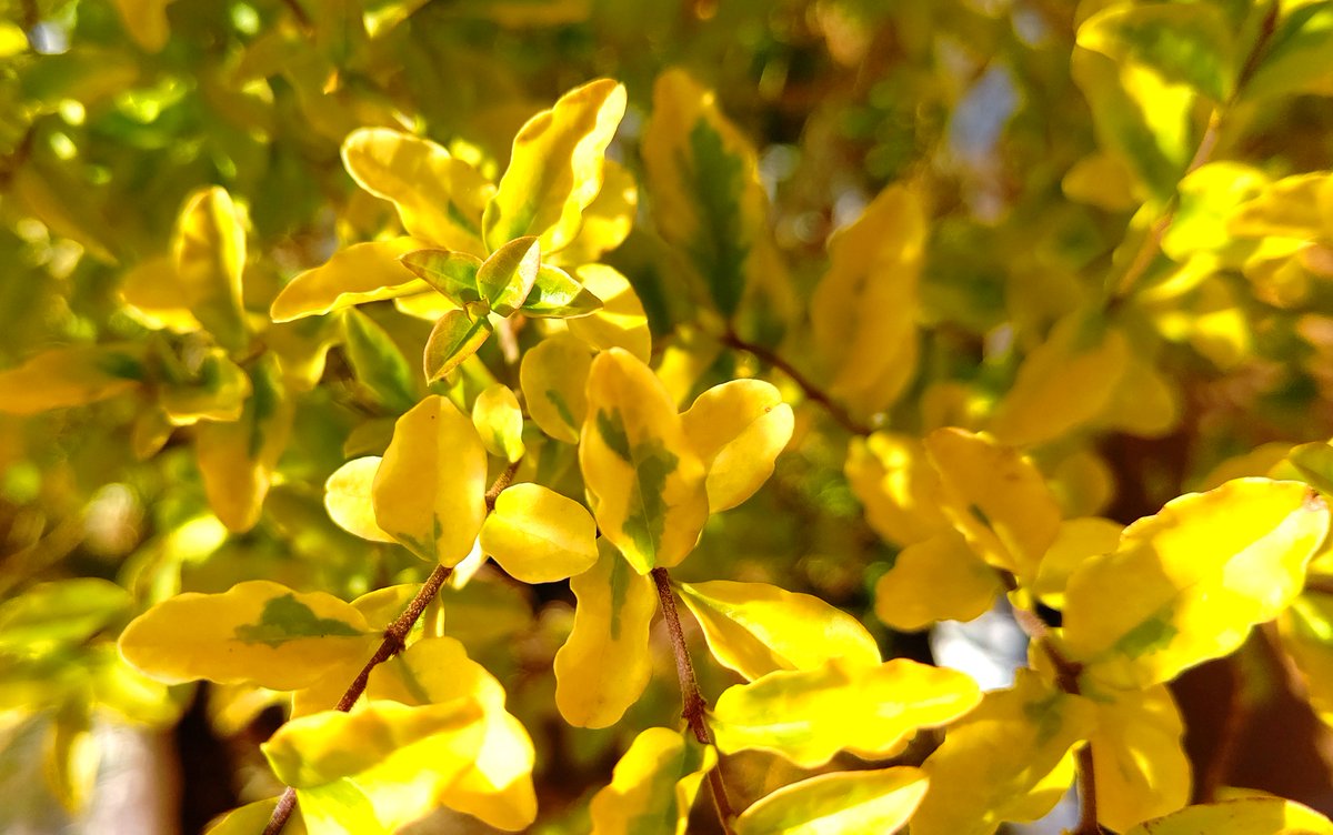 和い話い広場 على تويتر 植物紹介 11回目 名前 アイビー 原産地ヨーロッパ 北アフリカ 西アジアの植物です 生命力 繁殖力が強く初心者にオススメな観葉植物として紹介されることが多いです 花言葉は 死んでも離れない 永遠の愛