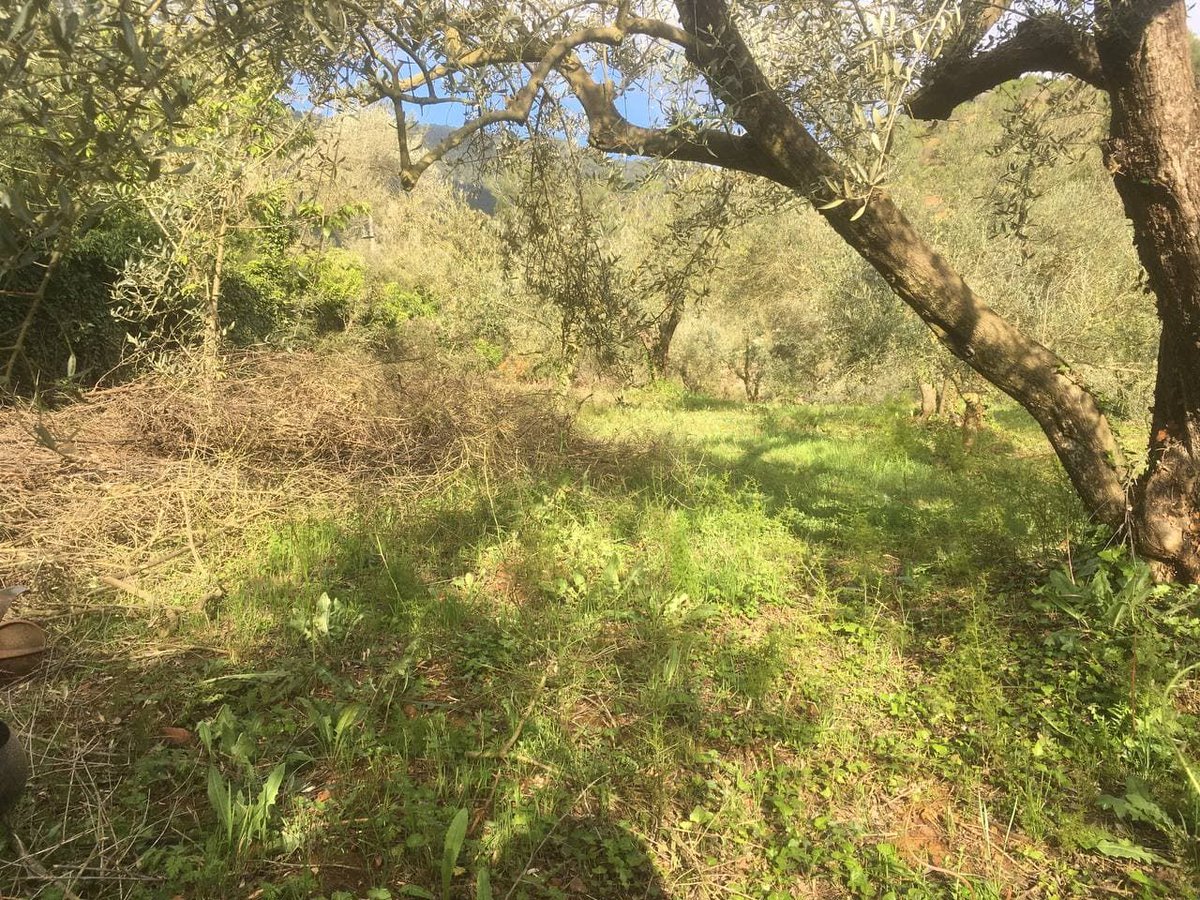 ConnectaNatura's tweet photo. Ens n'anem a #Xinquer!
Durant el cap de setmana, hem triturat les restes de la poda de les oliveres que vam tractar en febrer. Vols saber quins beneficis comporta aquesta tècnica? T'ho contem en la següent entrada!
#ConnectaNatura #MosaicsdeVida #SerraEspadà #agroecologia https://t.co/n5beoG2iZQ