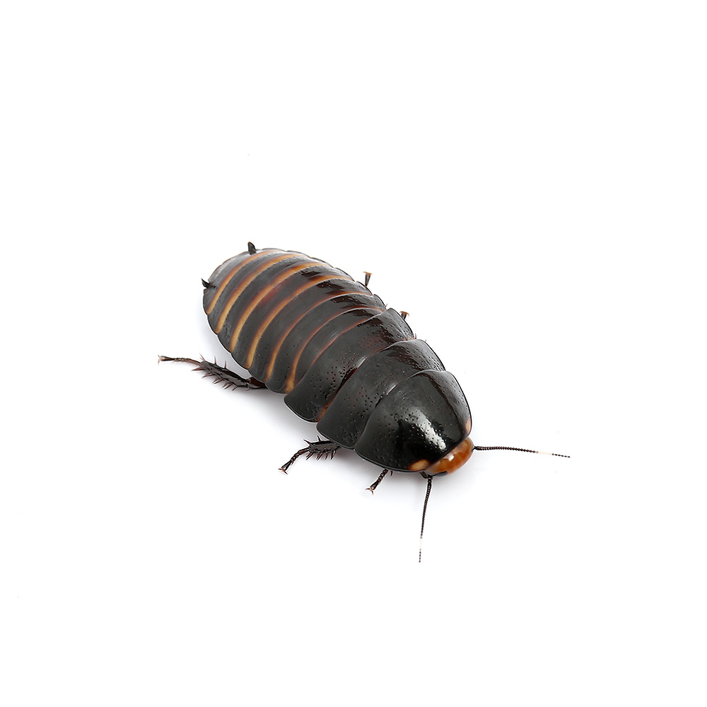昆虫 チャーム公式 Charm Insect Twitter