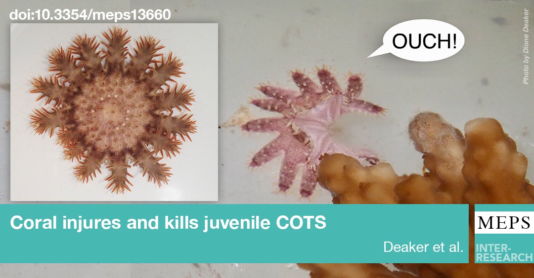 Small crown-of thorns-starfish juveniles can be injured and killed by coral stinging cells. This is the one opportunity for corals to fight back against these coral eating starfish, although the tough juveniles can regrow their lost arms. Find out more ➡️ bit.ly/meps_665_115