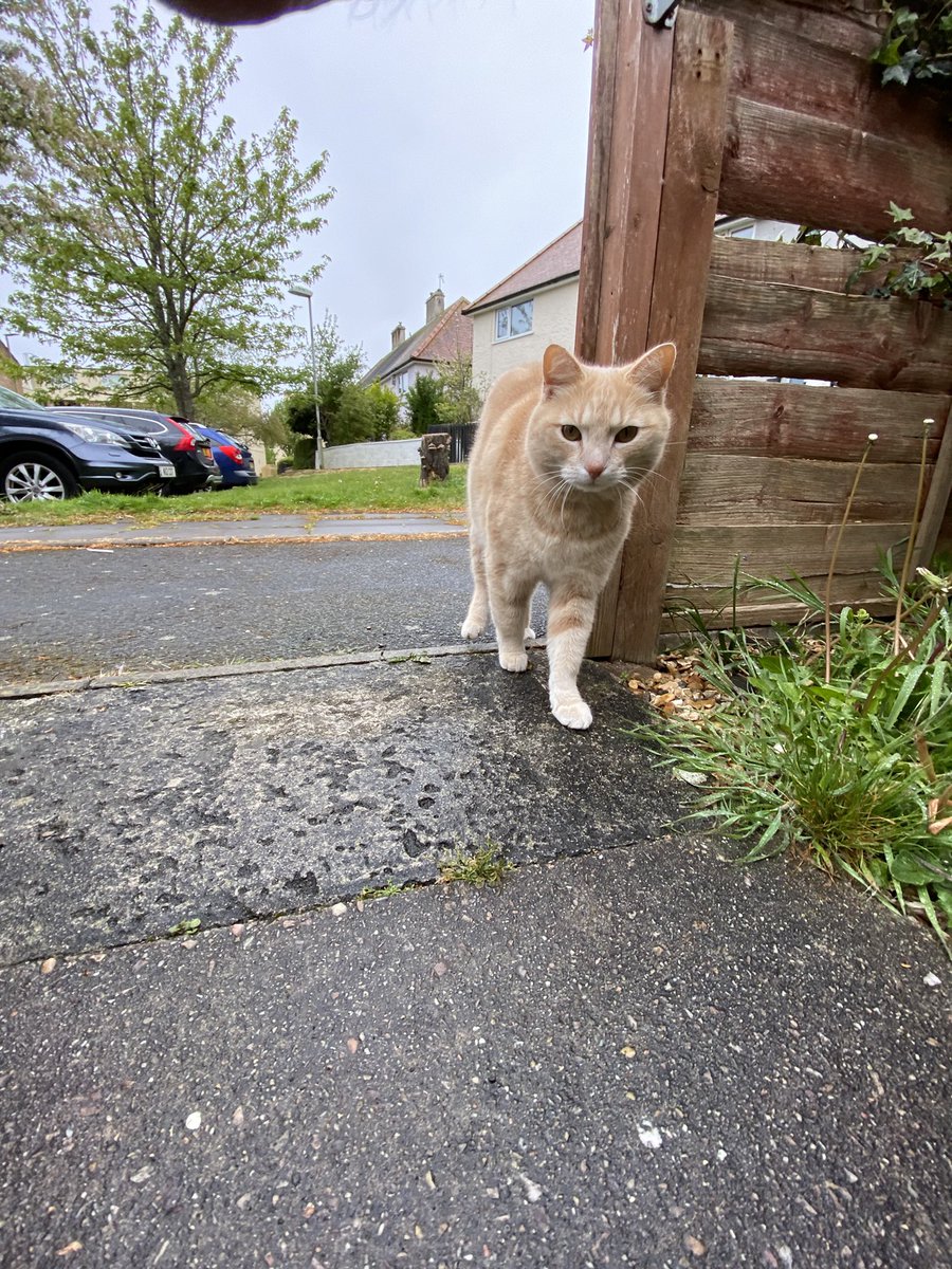 MsAlexBev's tweet photo. It has begun #PollingDay - done Good Mornings for @CreeCharlotte, gone and voted and even had my first #PetsForLabour of the day - have a great day everyone and #VoteLabour https://t.co/aeIIXohEtB