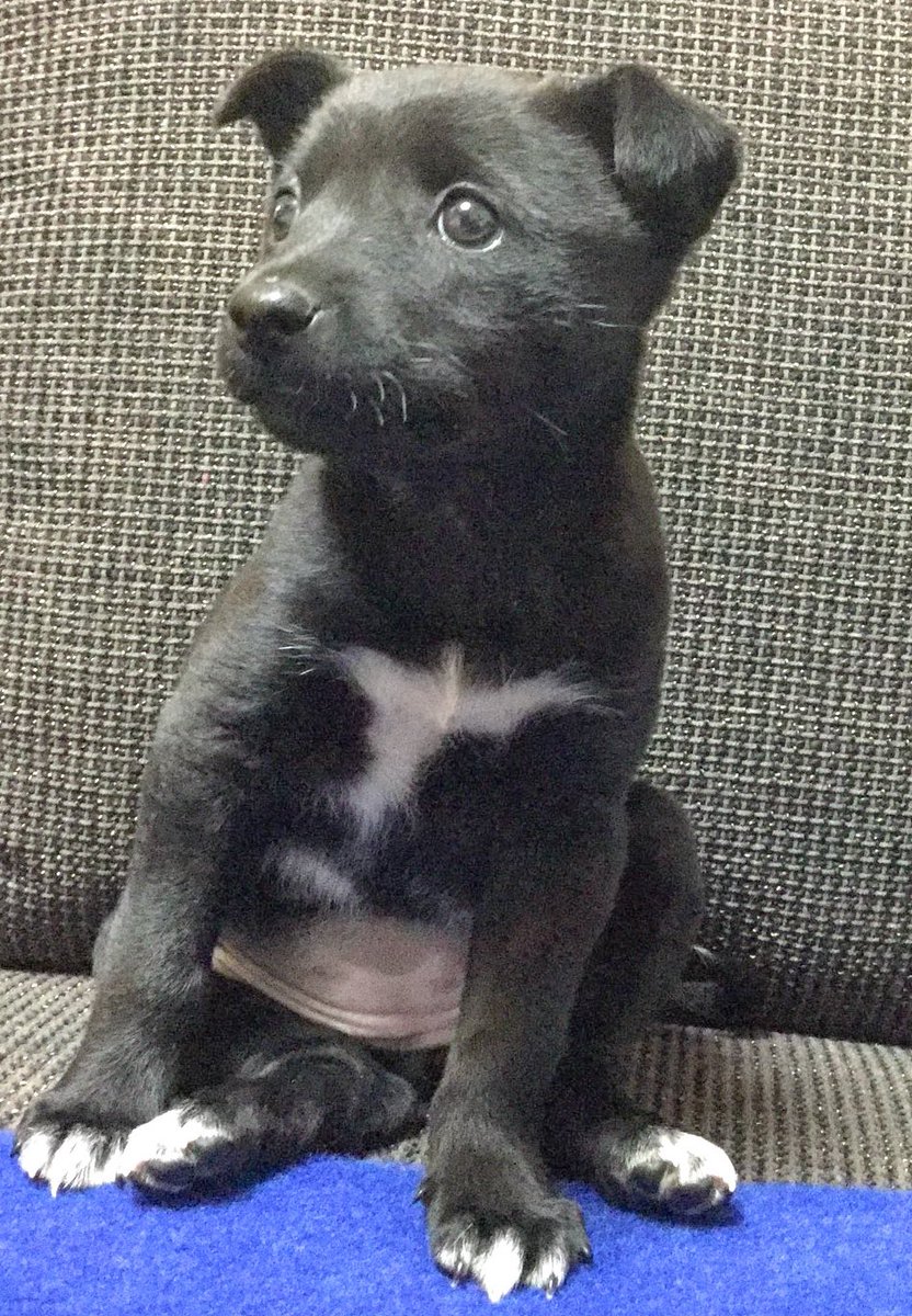 嘘じゃん 犬じゃん と小学生に言われたので理由を聞いてみたら納得の答えが返ってきた これはギルティ Togetter 嘘じゃん 犬じゃん と小学生に言われたので理由を聞いてみたら納得の答えが返ってきた これはギルティ Togetter