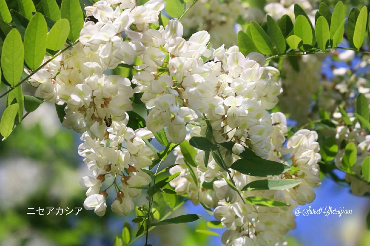 ニセアカシア ট ইট র অন সন ধ ন ニセアカシア ট ইট র অন সন ধ ন