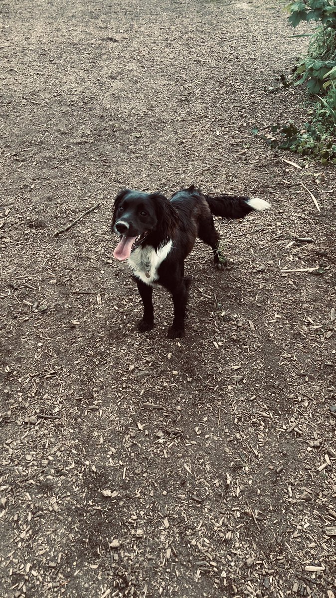 Walking with Pip for the @Community_IM May steps challenge #RealDifference #stepschallenge #walkingcompanion #sprockerpup