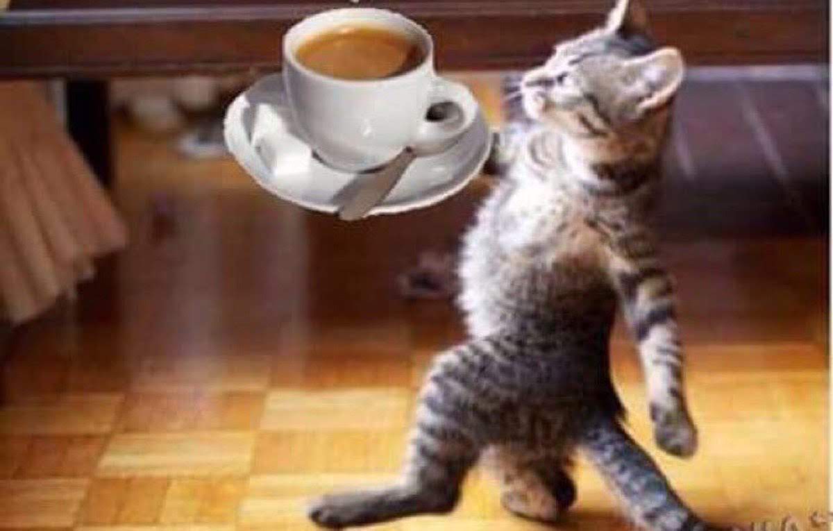 доброе утро крепкого здоровья. поздравления со вторником. доброе утро котики вторник. пожелания на вторник. открытки отличного дня.