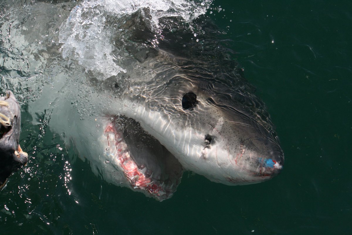 After 10 years of work... The 🦈 paper is finally published... @louise_gentle
@Bunny_Shark @Dave__Rogers @CraigAFerreira

 rdcu.be/cjUHi

news.sky.com/story/great-wh… 

#sharks #greatwhitesharks