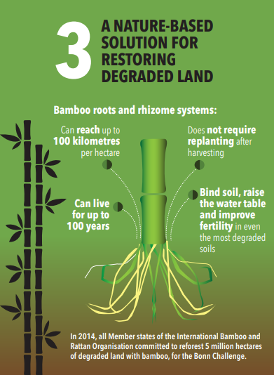 GlobalLF's tweet photo. #DYK Bamboo is technically a grass plant, but can grow up to 35 meters tall?

Check out this infographic to find out 5 reasons to #thinkbamboo.🎋 

↪️ https://t.co/v6WzXy1x7J

#ThinkLandscape @INBARofficial https://t.co/b0mXg9hXIS