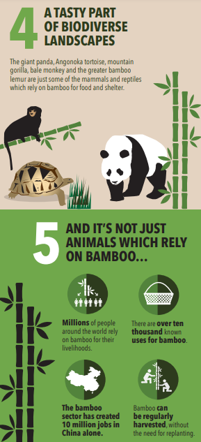 GlobalLF's tweet photo. #DYK Bamboo is technically a grass plant, but can grow up to 35 meters tall?

Check out this infographic to find out 5 reasons to #thinkbamboo.🎋 

↪️ https://t.co/v6WzXy1x7J

#ThinkLandscape @INBARofficial https://t.co/b0mXg9hXIS