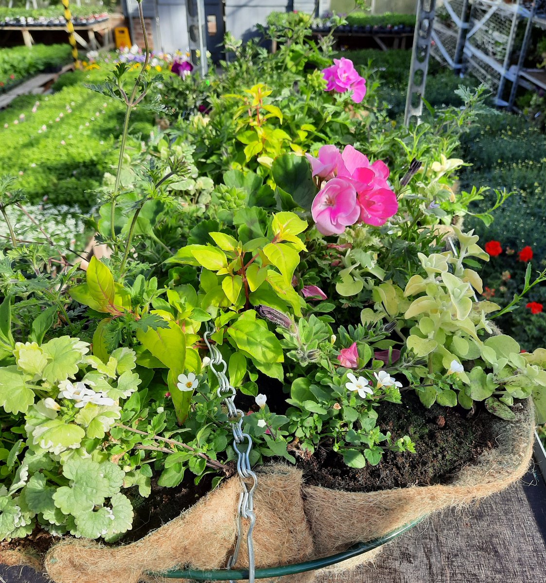 Lymefield's tweet photo. Bring out the big guns! Yes... the large #HangingBaskets have now started to arrive in the Glasshouse too!
#Lymefield #GardenCentre #TeaRoom #FarmShop #Takeaway
#Cheshire #Derbyshire
#gardening https://t.co/7j1wqveJ9k