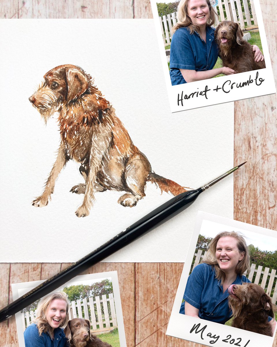 Today is our YouTube channel’s first birthday, and the star of the show is Crumble our handsome labradoodle! This pet portrait tutorial goes live at 5:30pm GMT today!