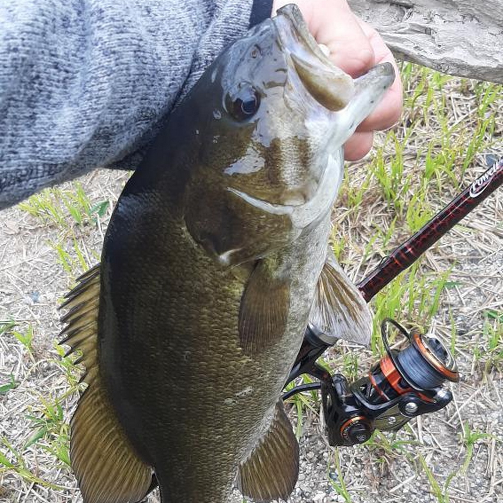 Here's the first feedback of the #Rushmore #spinningreel we received since it's released. 
Gear ratio 6.2:1
9+1 Precise ball bearings
Multi-disc drag system
More details: amzn.to/3u66tfJ
-
#fishingreel #spinningreel #smallmouthbass #runcl #largemouthbass #fishing