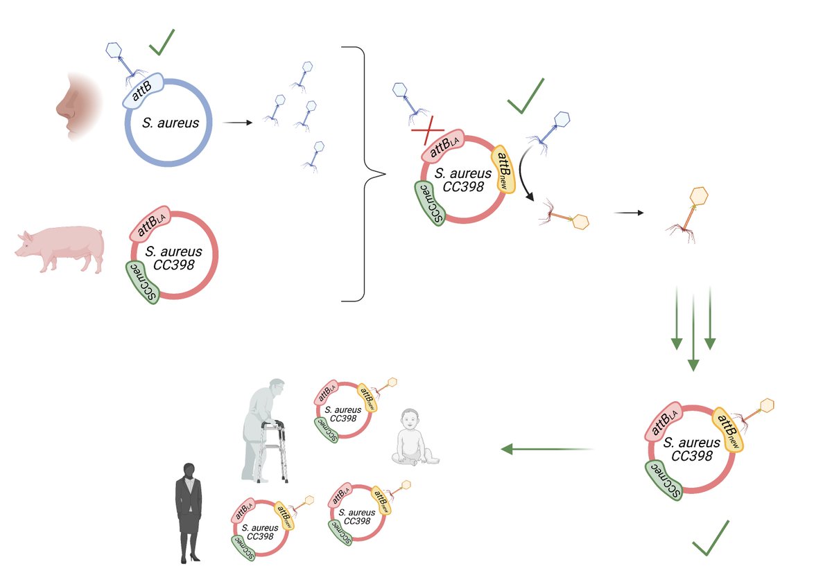 HelenaLeinweber (@leinweberhelena) on Twitter photo Wowwww soo excited to share this preprint version of the first paper from my Phd about the adaptation of #phage to new S. aureus hosts !🥳
Thanks for summarizing the highlights, @HiIngmer!
And great collaboration with <a href="/sieber_r/">Raphael Sieber</a>, <a href="/MarcStegger/">Marc Stegger</a>
and Jesper Larsen at <a href="/SSI_dk/">Statens Serum Institut</a> Wowwww soo excited to share this preprint version of the first paper from my Phd about the adaptation of #phage to new S. aureus hosts !🥳
Thanks for summarizing the highlights, @HiIngmer!
And great collaboration with <a href="/sieber_r/">Raphael Sieber</a>, <a href="/MarcStegger/">Marc Stegger</a>
and Jesper Larsen at <a href="/SSI_dk/">Statens Serum Institut</a>