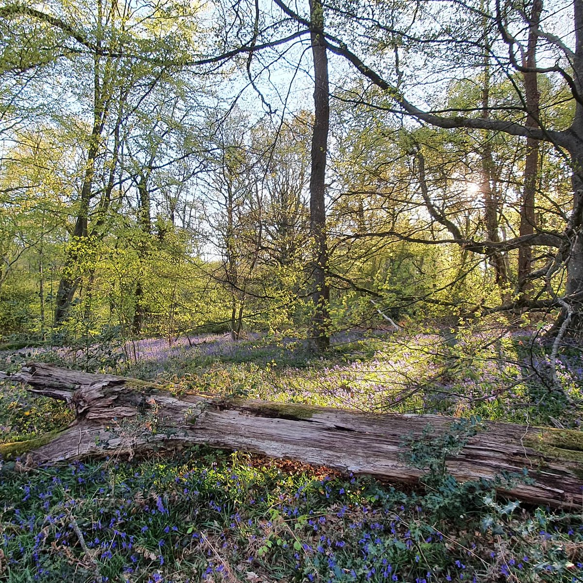 Sayers Croft LNR is beautiful in the late afternoon. <a href="/SayersCroft_/">Sayers Croft</a> #bluebells #woodland #reserve #nature #beautiful #outdoors #education