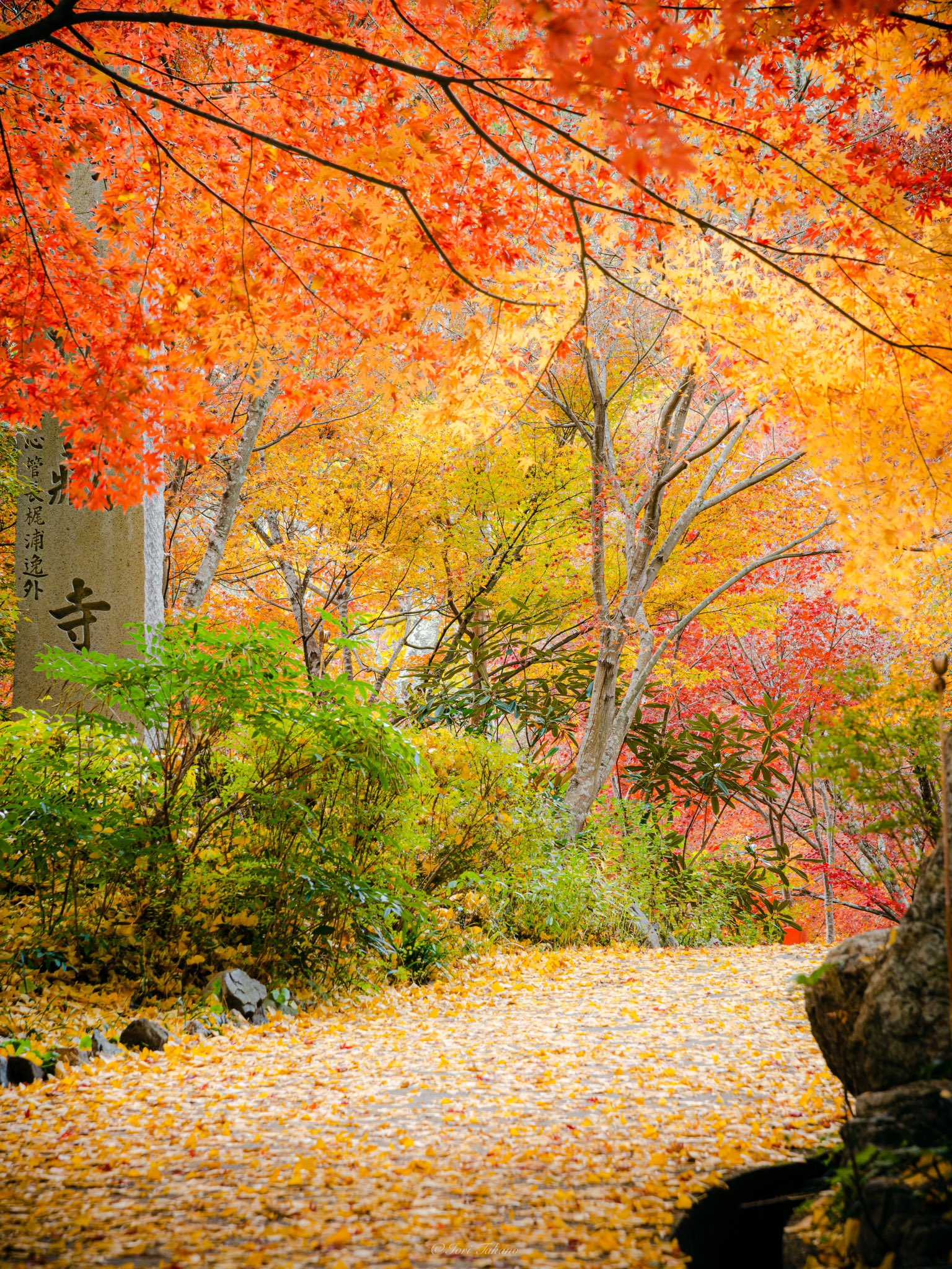 紅葉「い・ろ・は」 大切な想い出。秋 紅葉シーズンは2年ぶり。 真っ赤な紅葉🍁 最高でした😉 ーーーー