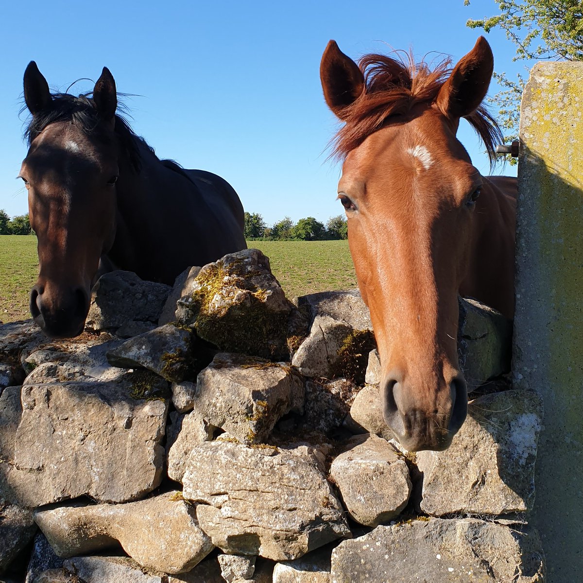 kerenlarkinire's tweet photo. These 2 fillies missing their 3YO friend and brother whose gone for sales prep.
#sansfrontieres #ocovango #fillies #springtime #bluesky #joysofarming #Tipperary #ireland๐ #nationalhunthorse #homebred #joysofarming #irishracing #p2pireland #rurallife https://t.co/ilAWugwGhL