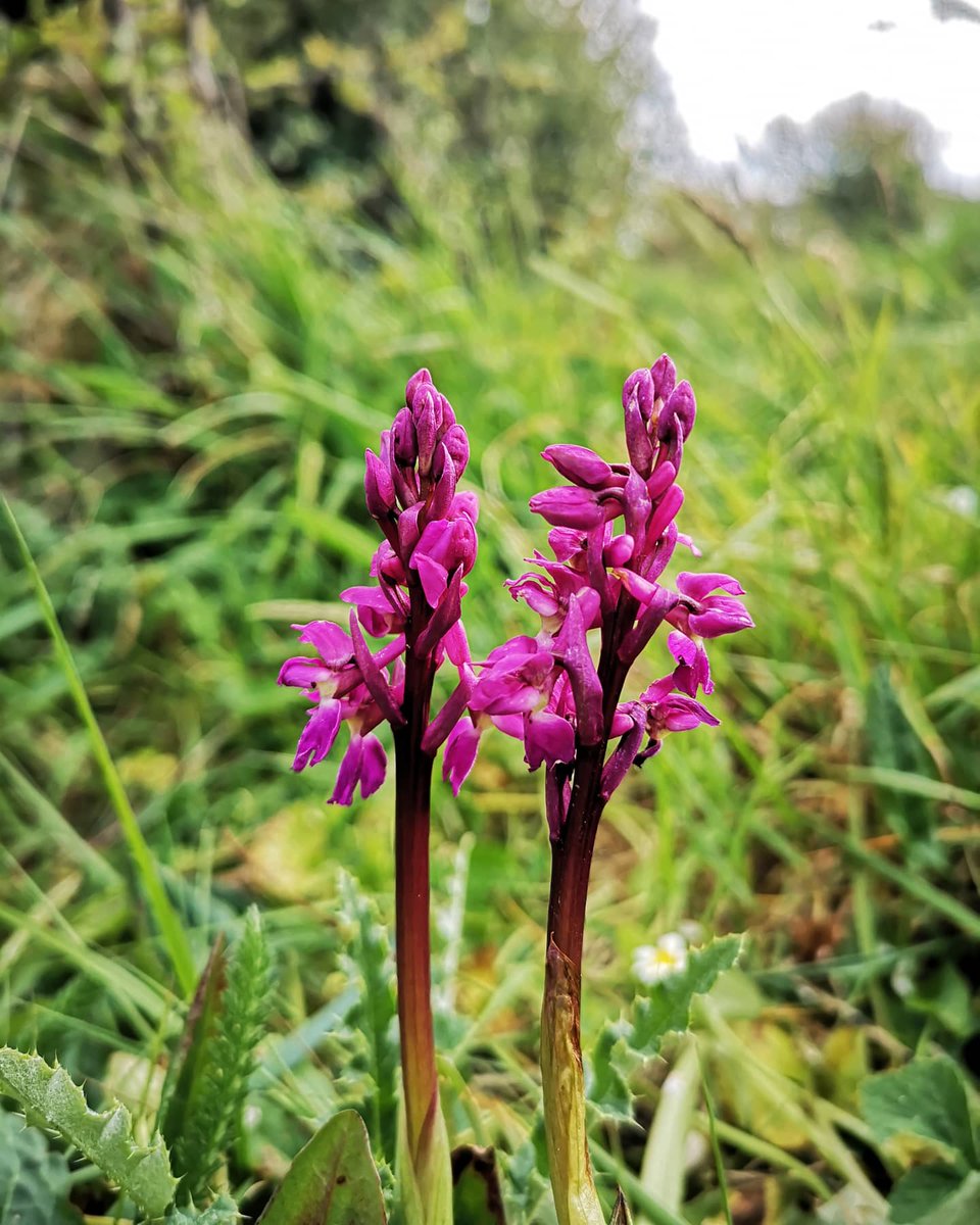 Mark Matthews tweet media