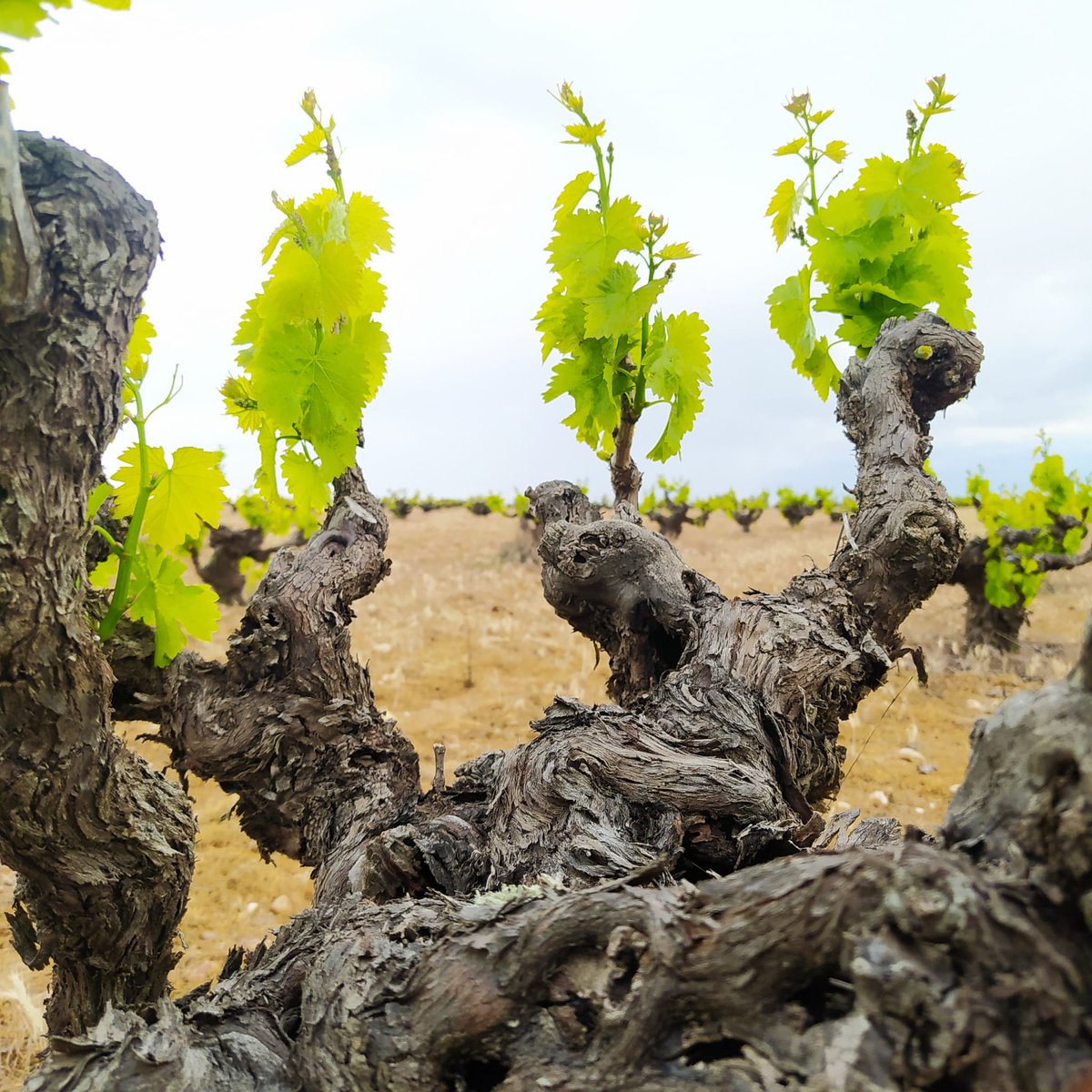 El 15% de nuestro Tálamo proviene de la variedad garnacha.
Y así de bonito luce el viñedo en esta época del año.

📸 Igor de la Torre

#viñedo #garnacha #Talamo