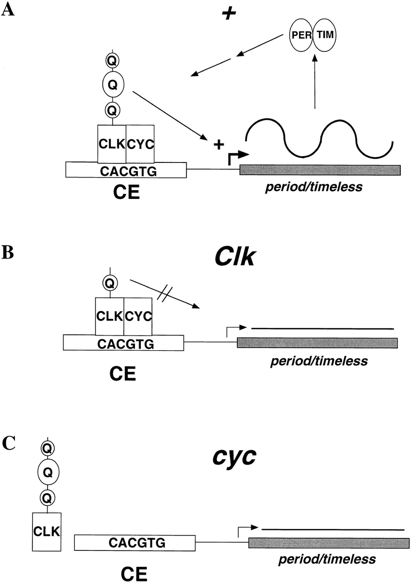 SRBR_Outreach's tweet photo. In 1998, a pair of @CellCellPress papers from labs of Rosbash and Hall identified CLK and CYC, the positive regulators of 🪰 #circadian #clock, using forward genetic screens. #ThrowbackThursday
https://t.co/udH8n47a21 https://t.co/J4bJExRARB @AlladaSleep #flyclock https://t.co/h4hrif5uHY