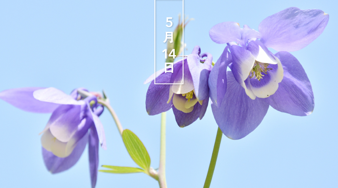 暦生活 こよみせいかつ オダマキ 苧環 紫 花の日めくり 花言葉は 勝利 です キンポウゲ科オダマキ 属の総称で 北半球の温帯に分布 苧環 とは機織りに使う糸玉のこと 花色は青系が基本です 日本原産の深山オダマキ 山オダマキは山野草 暦生活 こよみせいかつ オダマキ 苧環 紫 花の日めくり 花言葉は 勝利 です キンポウゲ科オダマキ 属の総称で 北半球の温帯に分布 苧環 とは機織りに使う糸玉のこと 花色は青系が基本です 日本原産の深山オダマキ 山オダマキは山野草