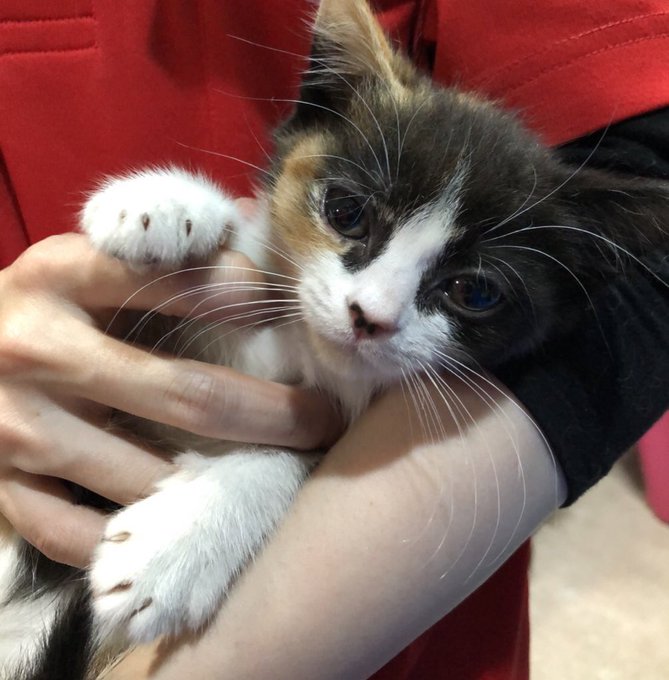 猫カフェ抱っこできないでがっかり 猫好きは楽しくないって本当 Catハウス