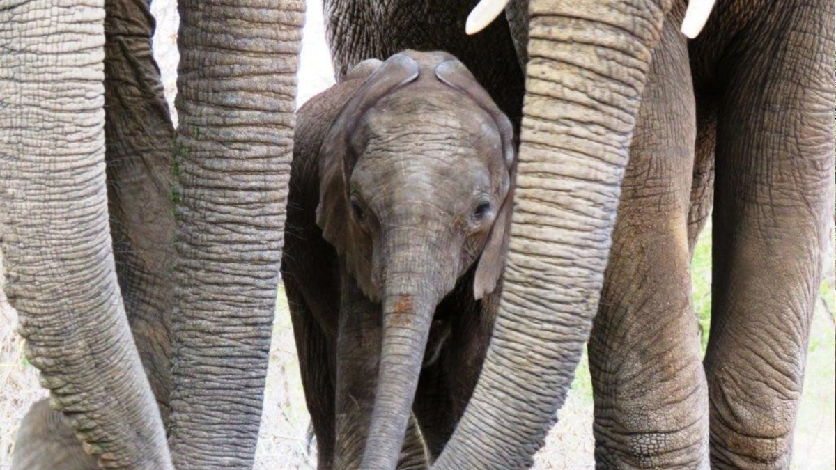 Dell laptops aren't just for spreadsheets – they're also saving Elephants bit.ly/3ujuSOZ