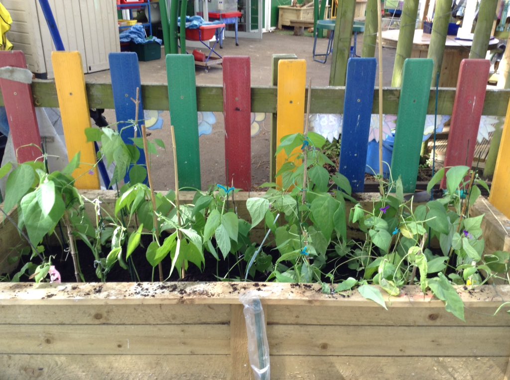 DucklingClass's tweet image. Our beans have been planted! Thank you Mrs Sands for helping the @TheAntsClass and Ducklings yesterday🌱 😊