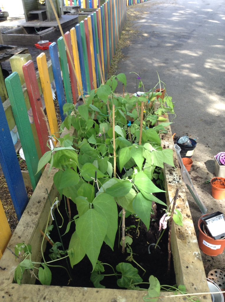 DucklingClass's tweet image. Our beans have been planted! Thank you Mrs Sands for helping the @TheAntsClass and Ducklings yesterday🌱 😊