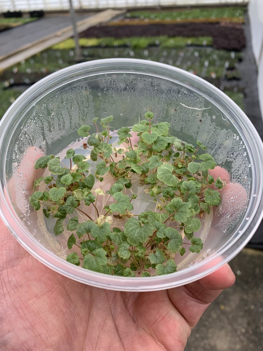 Tiarella Raspberry Sundae in for weaning! #newplants @plantagogo @GenesisPMLtd