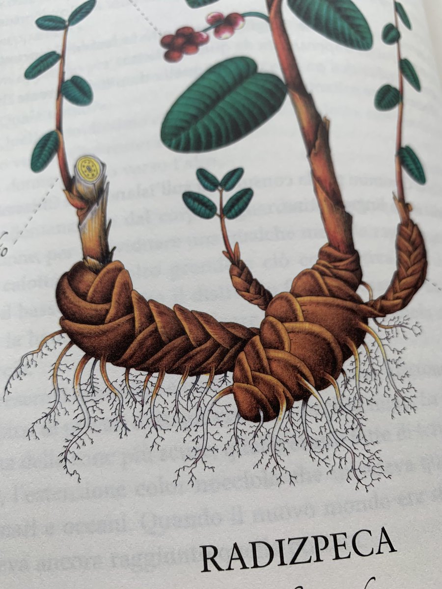 michelaz988's tweet photo. Ho partecipato con un mio racconto a #HortusMirabilis, storie di piante immaginarie, per #Moscabianca edizioni. Le illustrazioni di Gabriele Operti sono fantastiche🌸 Finiscono direttamente nel mio archivio di ispirazioni per le #dataviz! https://t.co/UTLJUObToH