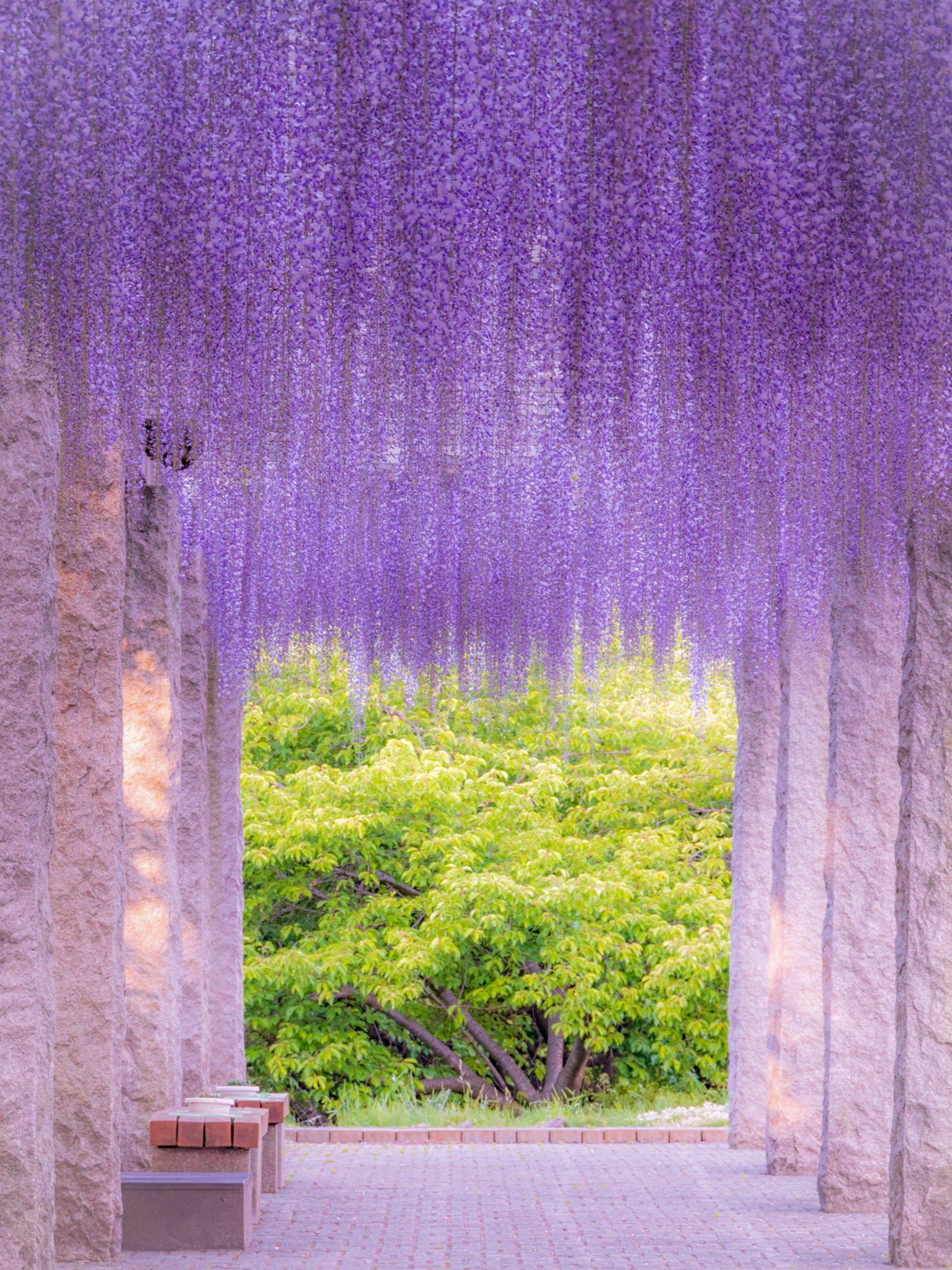 Taira Fumiyasu Gunma Photo もうそろそろ見頃も終わるそうです 群馬 群馬県 藤岡 藤岡市 ふじのはな ふじの咲く丘 藤 フジ ふじ Gunma Gunmapics T Co Clnqevnpd7 Twitter