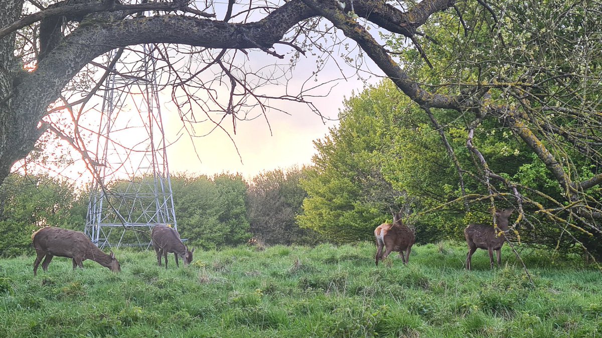 One of the Visit Lichfield team spotted a family of deer while enjoying an evening stroll around <a href="/SCCChasewater/">SCC Chasewater IC</a> recently. 

What #springtime #wildlife have you spotted around #Lichfield District?

#DiscoverLichfield